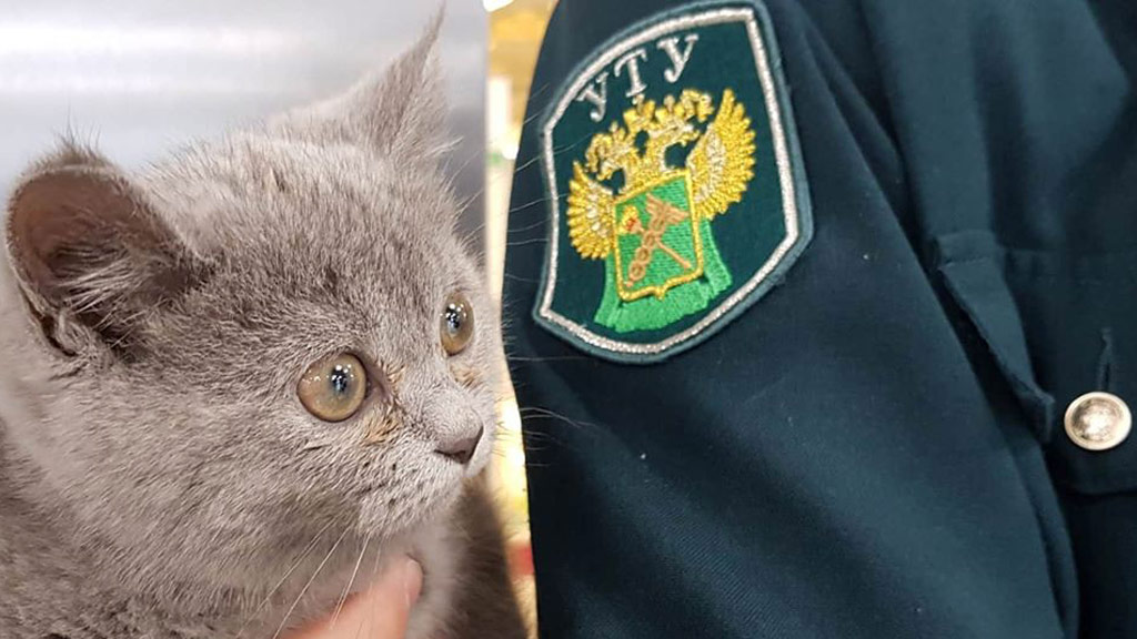 Брошенного хозяевами в аэропорту Кольцово котенка взял себе таможенник (ФОТО)