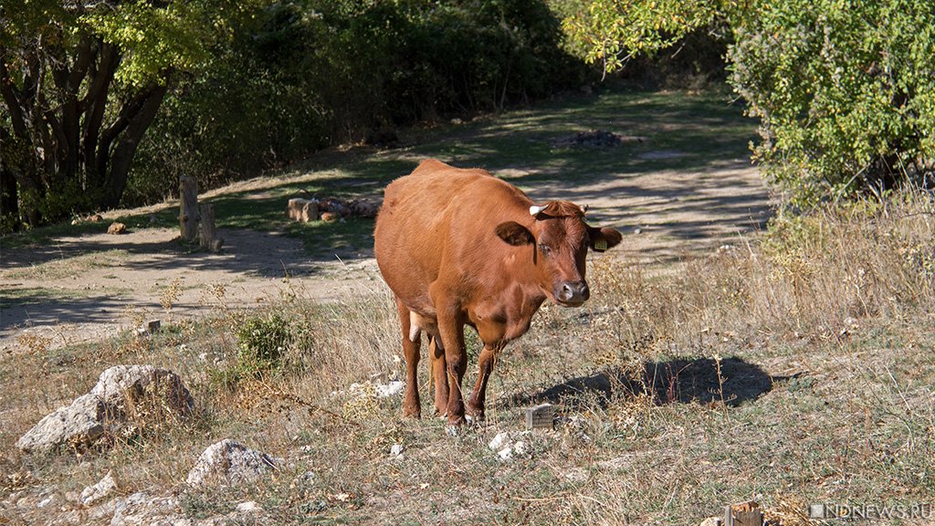 В Крыму возникла угроза распространения лейкоза коров