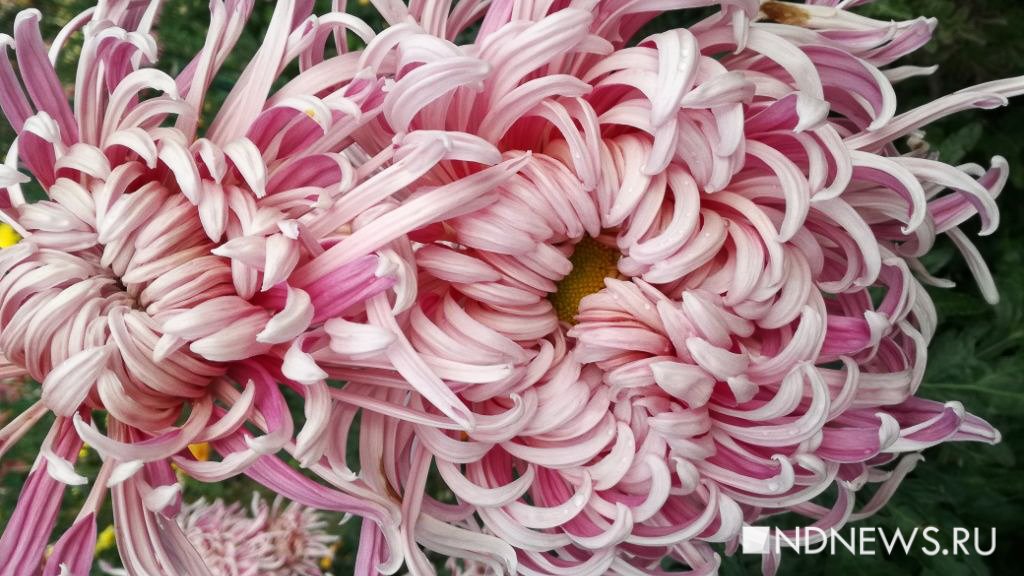 Цветок императора: в Никитском ботаническом саду начался традиционный Бал хризантем