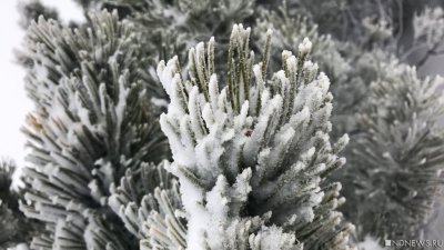 Челябинцев шокировала высадка деревьев в мороз