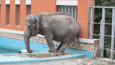 В Казанском цирке слон травмировал рабочего