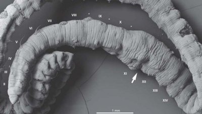 В России обнаружили останки древнего червя возрастом 250 млн лет