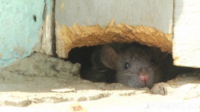 В Салехарде из-за крыс закрыли магазин «Светофор»