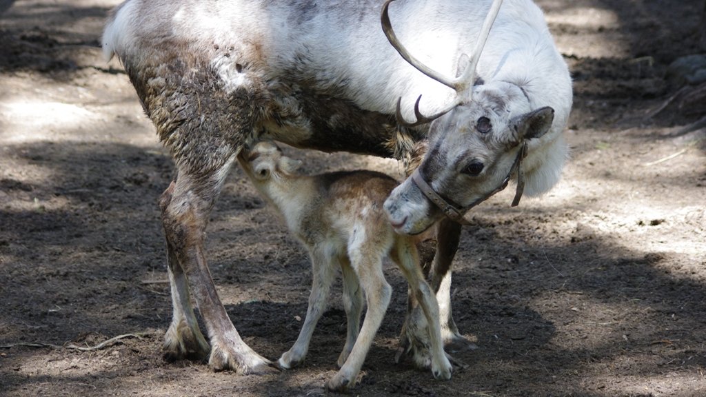 В уральском этнопарке родились два северных олененка (ФОТО)