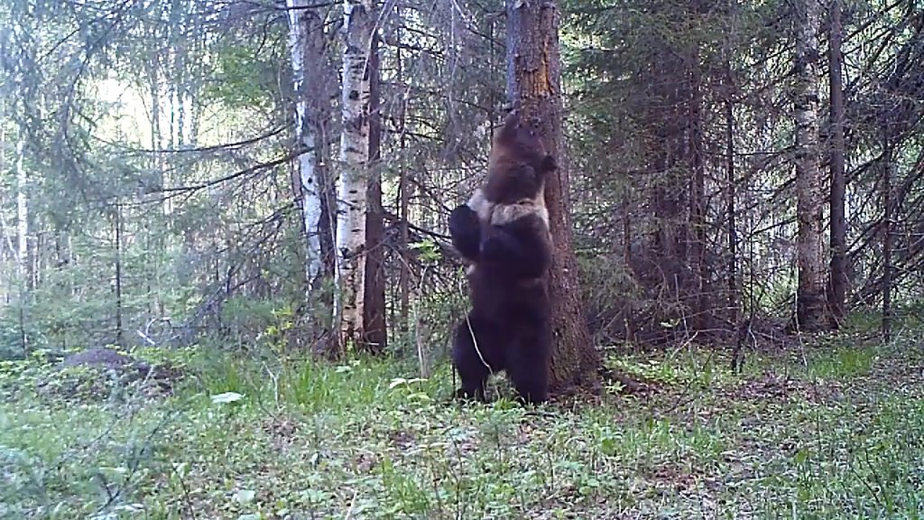 Камера в Висимском заповеднике снова поймала танцующего медведя (ВИДЕО)