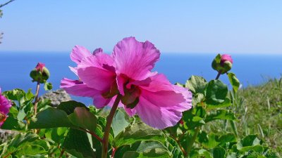 В Тюмени высадят 600 тысяч цветов