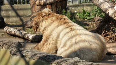 Медведей из зоопарка в жару кормят мороженым (ВИДЕО)