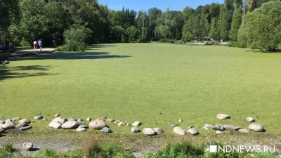 Пруд в екатеринбургском дендропарке зарос сине-зелеными водорослями (ФОТО)