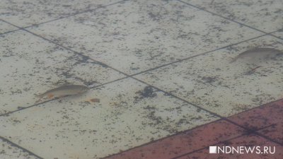 В фонтане дендрария завелись рыбы (ФОТО)