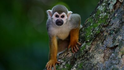 Ученые в России оценили опасность оспы обезьян для человека