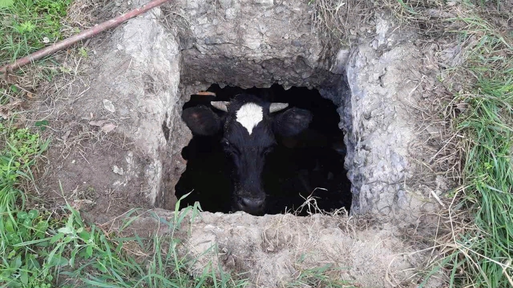 В Тавде корова провалилась в выгребную яму – ее доставали три часа (ФОТО)