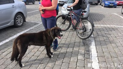 Екатеринбурженка приютила собаку задержанного участника акции (ФОТО)