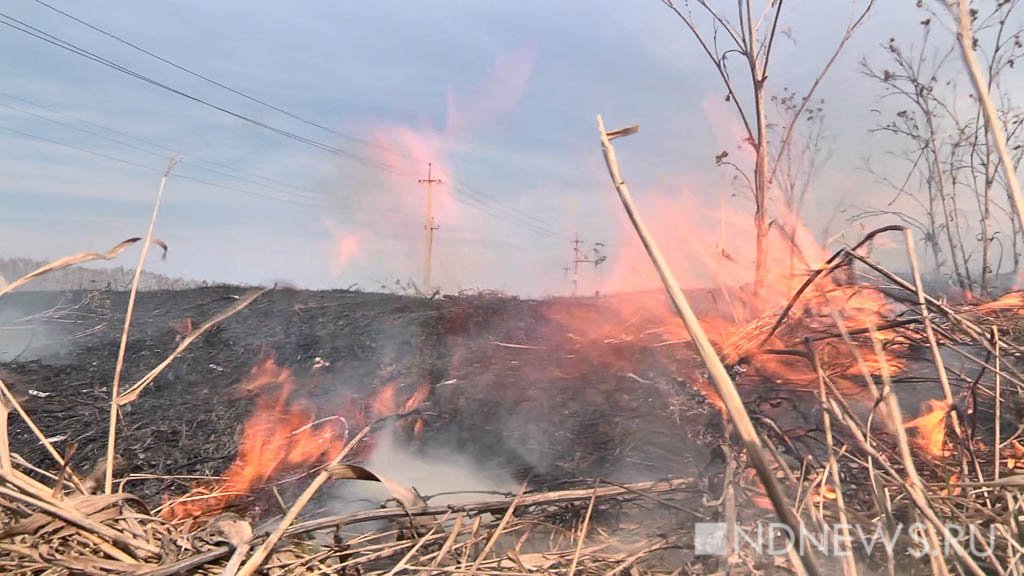 Причиной лесного пожара под Екатеринбургом стал непотушенный костер