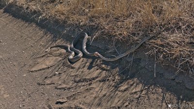 Под Прагой ищут двухметровую гремучую змею, напавшую на ребенка
