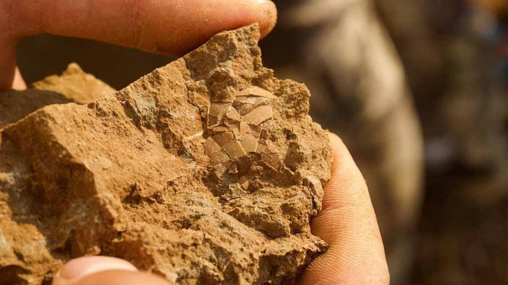 Археологи обнаружили в Кузбассе доисторическое яйцо возрастом 125 млн лет
