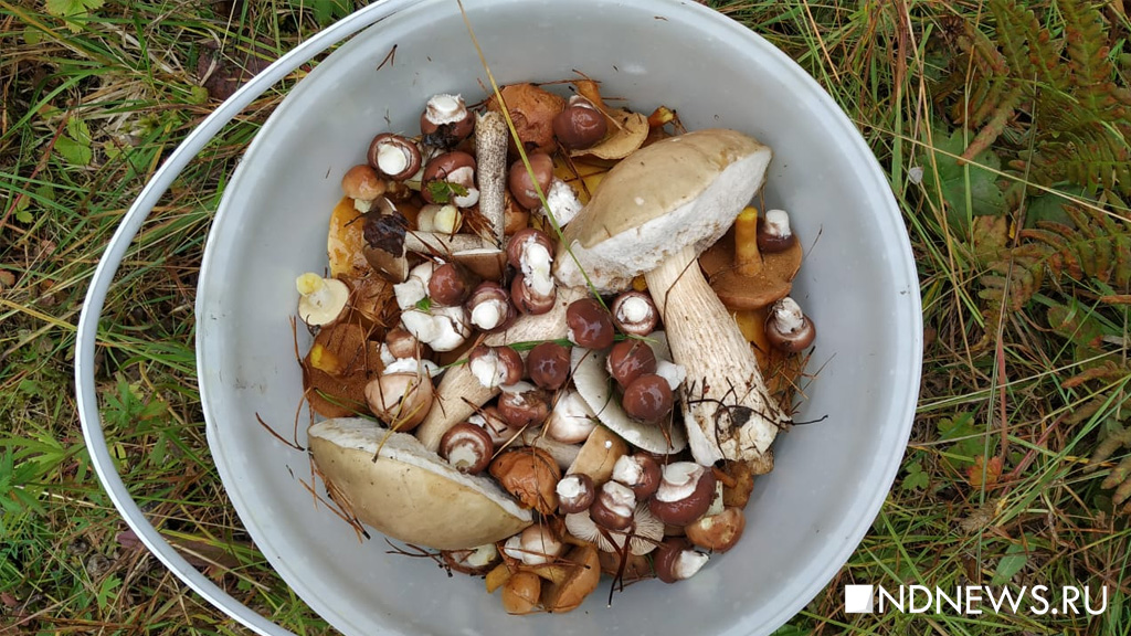 Сотни екатеринбуржцев отправились за грибами – сети заполонили фото с лесным урожаем
