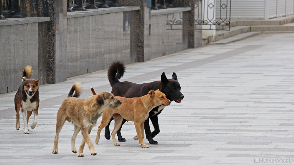 В Челябинске бродячие собаки снова напали на человека