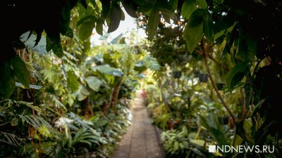 Прокуратура временно отменила плату за вход в Ботанический сад