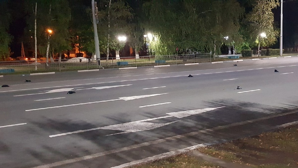 Под Саратовом на дорогу упали десятки мертвых ворон