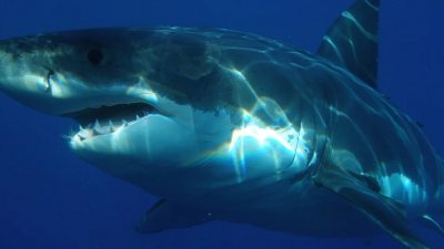 В Новой Зеландии обнаружили светящихся акул