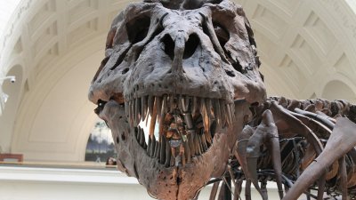 На аукцион в Швейцарии выставлен скелет тираннозавра