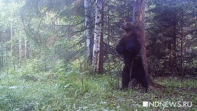 На Урале заметили медведя на городском пруду