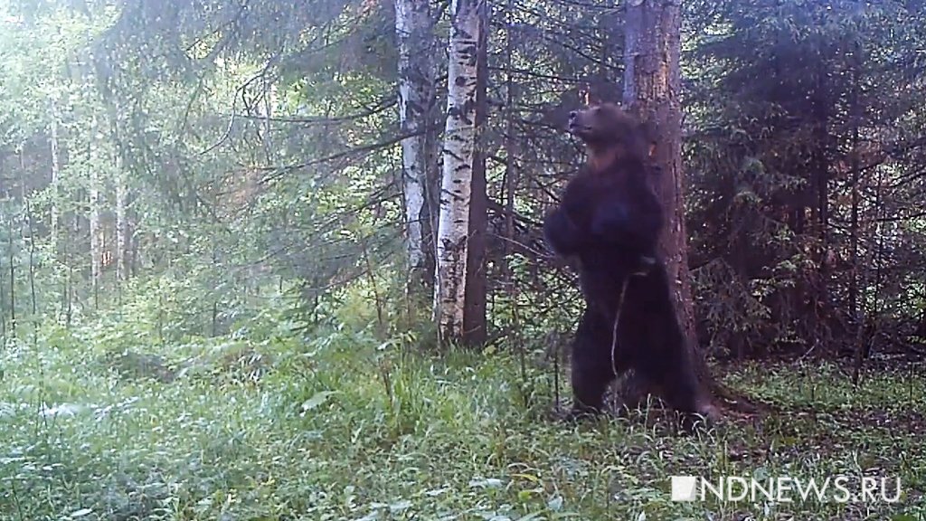 Как избежать встречи с медведем в малиннике