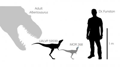 Тираннозавры при рождении были не больше собак