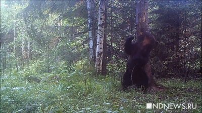 Пропавший на севере Урала мальчик встречался с медведем