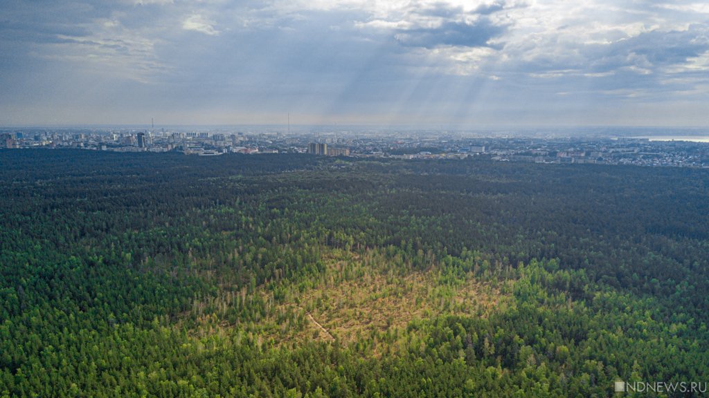 В Челябинской области с начала года уничтожили почти 4 тысячи кубов леса