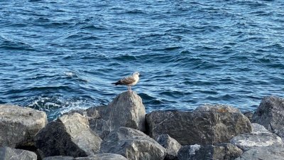 На черноморском побережье произошла массовая гибель птиц