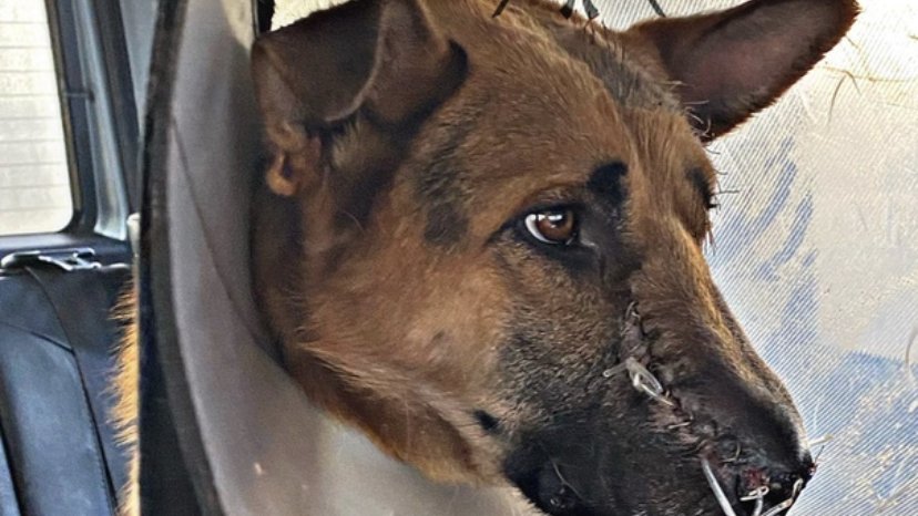 На жителя Кургана, который пытался зарубить топором свою собаку, завели уголовное дело