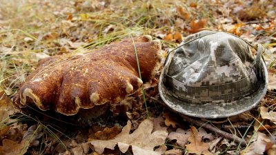 В Чернобыльской зоне выросли уродливые боровики со шляпкой больше армейской панамы