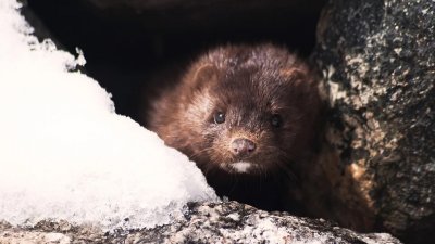 В Дании убьют всех норок из-за коронавируса