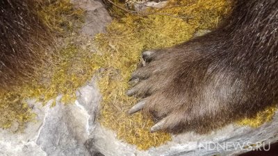 Полиция нашла в бане ямальца шкуру незаконно убитого медведя