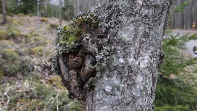 Сибирские ученые нашли мощное природное средство от коронавируса