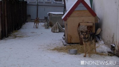 В Бурятии цепной пес насмерть загрыз девочку