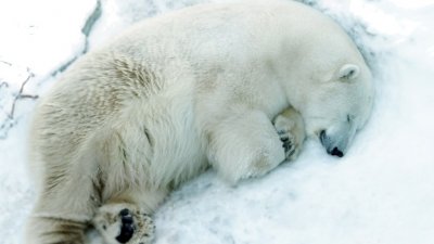 Медведи екатеринбургского зоопарка ложатся в спячку до весны (ФОТО)