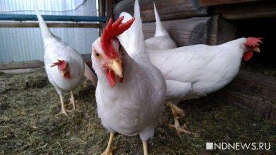 Во Франции объявлена тревога по птичьему гриппу
