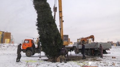 В Академическом появилась живая 10-метровая ель (ФОТО, ВИДЕО)