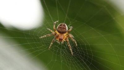 В Австралии ожидают нашествия смертельно опасных пауков