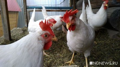 МинАПК: птичий грипп в Тюмени не приведет к дефициту яиц на Среднем Урале
