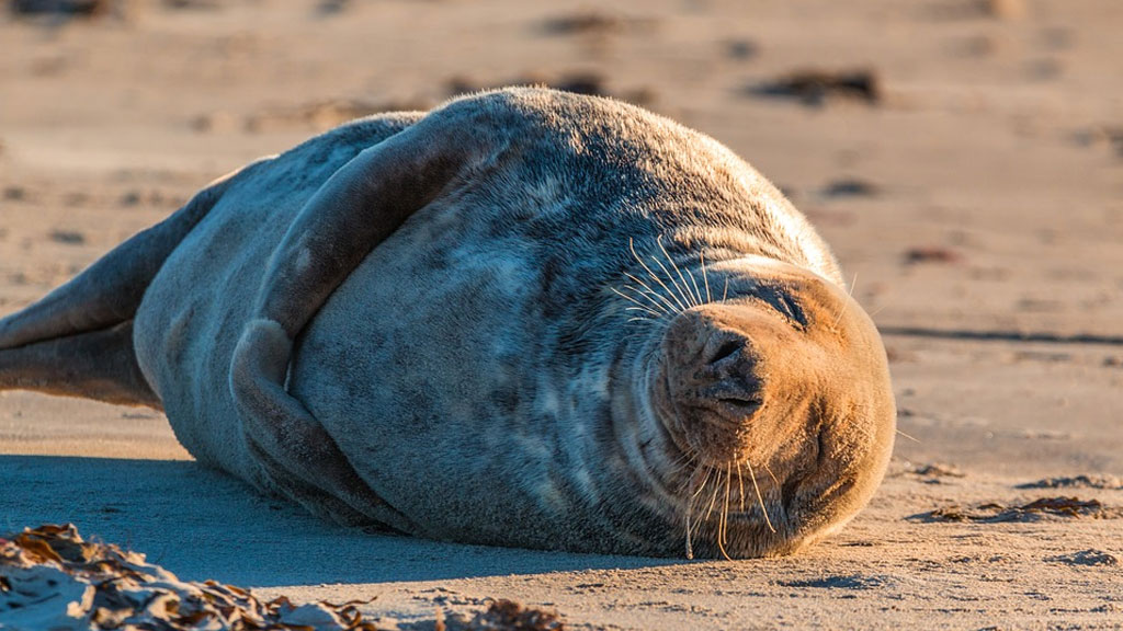 На берегу Белого моря нашли обезглавленные туши гренландских тюленей