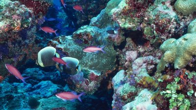 В жерле подводного вулкана обнаружили сотни новых форм жизни