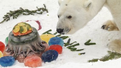 Торт из огурцов и рыбы: екатеринбургский зоопарк отметил день рождения белого медведя (ФОТО, ВИДЕО)