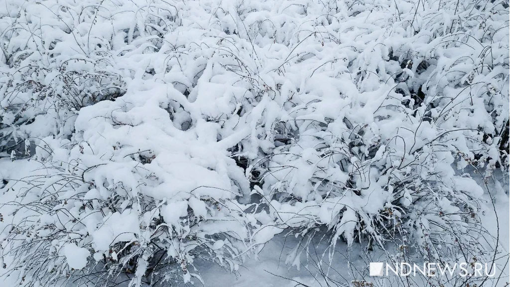 В Красноярском крае за сутки сошли 10 снежных лавин