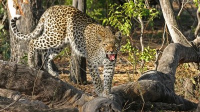 В Индии леопард убил привязанного больного старика