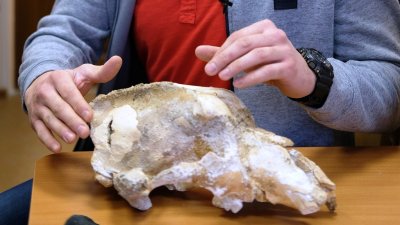 Палеонтологи нашли доказательства охоты неандертальцев на малого пещерного медведя (ФОТО)