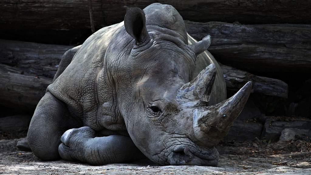 В австрийском зоопарке носорог убил сотрудницу