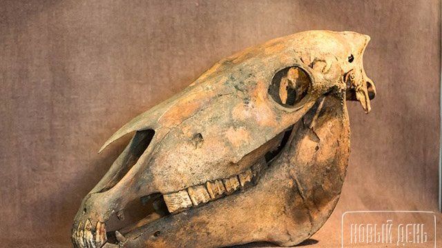 В Петербурге плотник украл черепа древних животных и продал их школьнику